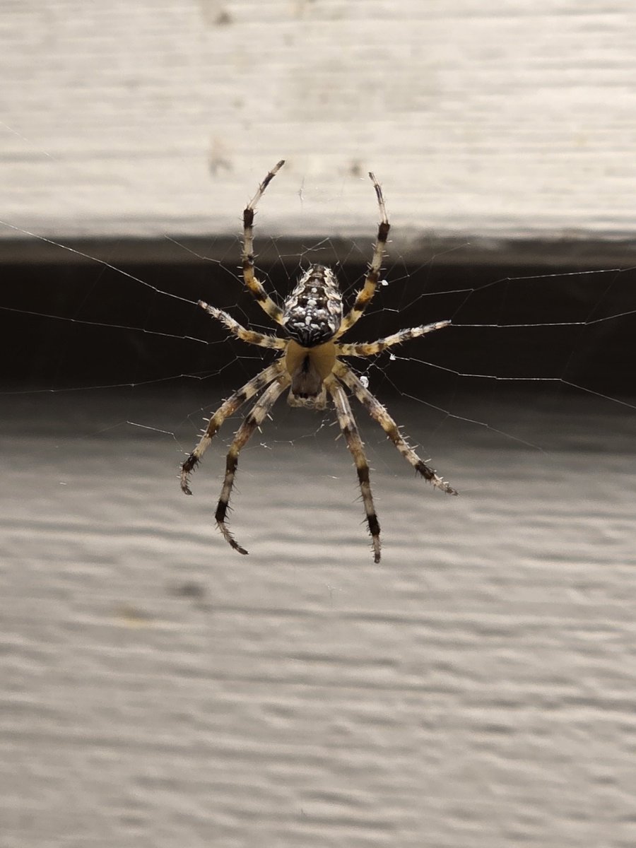 Took this beautiful pic of this very normal spider, image size:900x1200