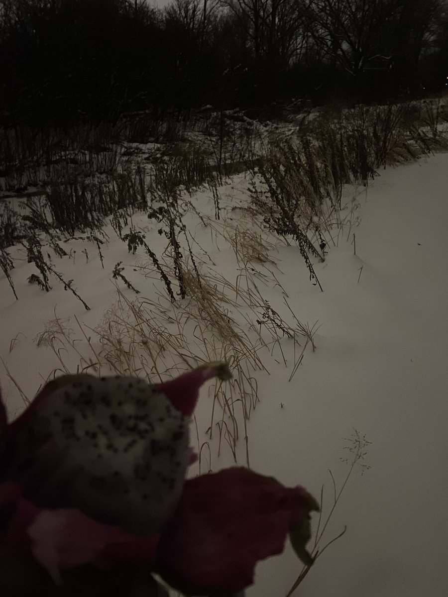 rrrrrrrvox (@schizoidgamer) on Twitter photo 