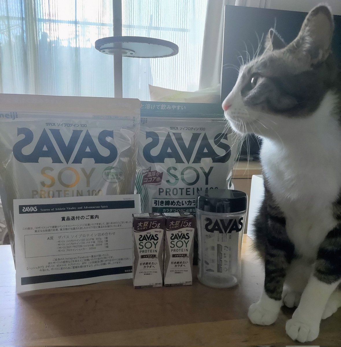 にゃんきち (@nyankichi62) / Posts / X