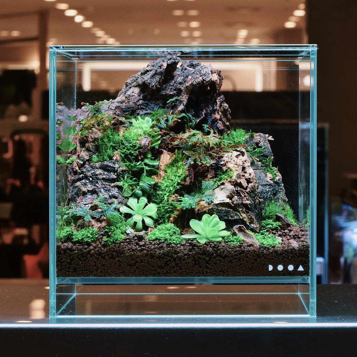 ada_lab_umeda's tweet image. LAYOUT STYLE
 : VIRJIN CORK

着生植物のレイアウトで馴染み深いバージンコルクを使い、食虫植物やシダ植物が生息する樹の根元を表現したレイアウト。
自然な凹凸は野生味を醸し出し、流木に比べてカビが発生しにくいという利点もあります。

#adalab #adalabumeda #ada