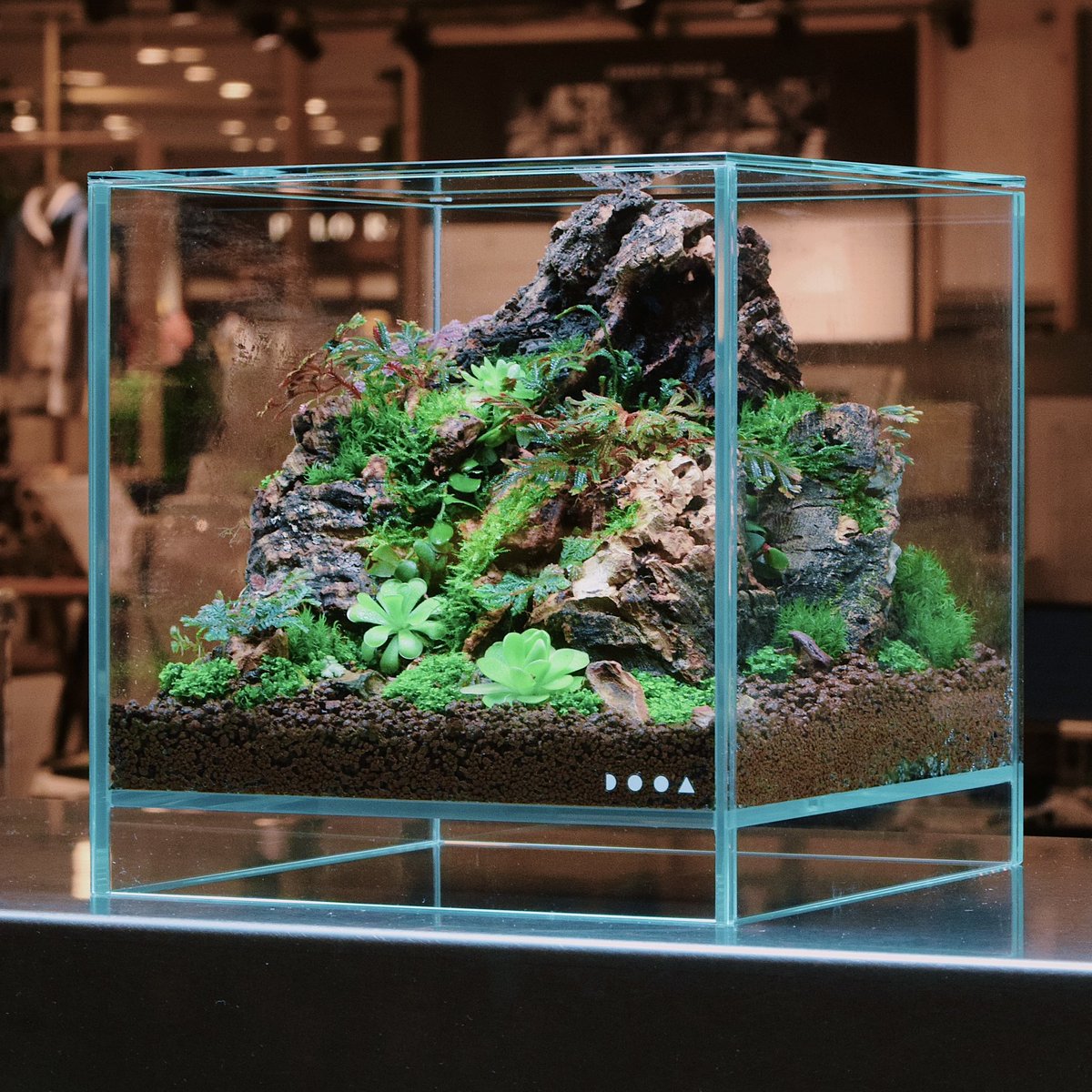 ada_lab_umeda's tweet image. LAYOUT STYLE
 : VIRJIN CORK

着生植物のレイアウトで馴染み深いバージンコルクを使い、食虫植物やシダ植物が生息する樹の根元を表現したレイアウト。
自然な凹凸は野生味を醸し出し、流木に比べてカビが発生しにくいという利点もあります。

#adalab #adalabumeda #ada