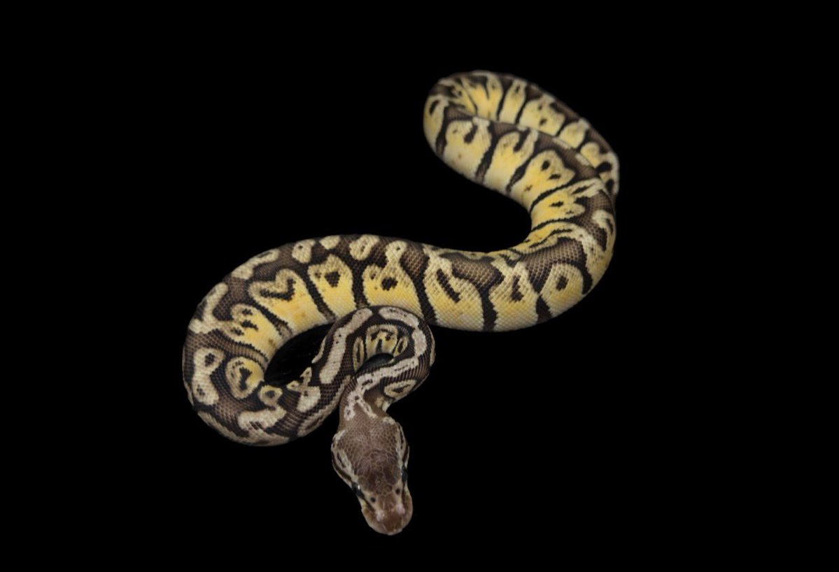 Dnasty0014Y3l's tweet image. #YBCB
#YellowBenjamin
#BallPython
#ボールパイソン
0.1 Pastel HGW het DG