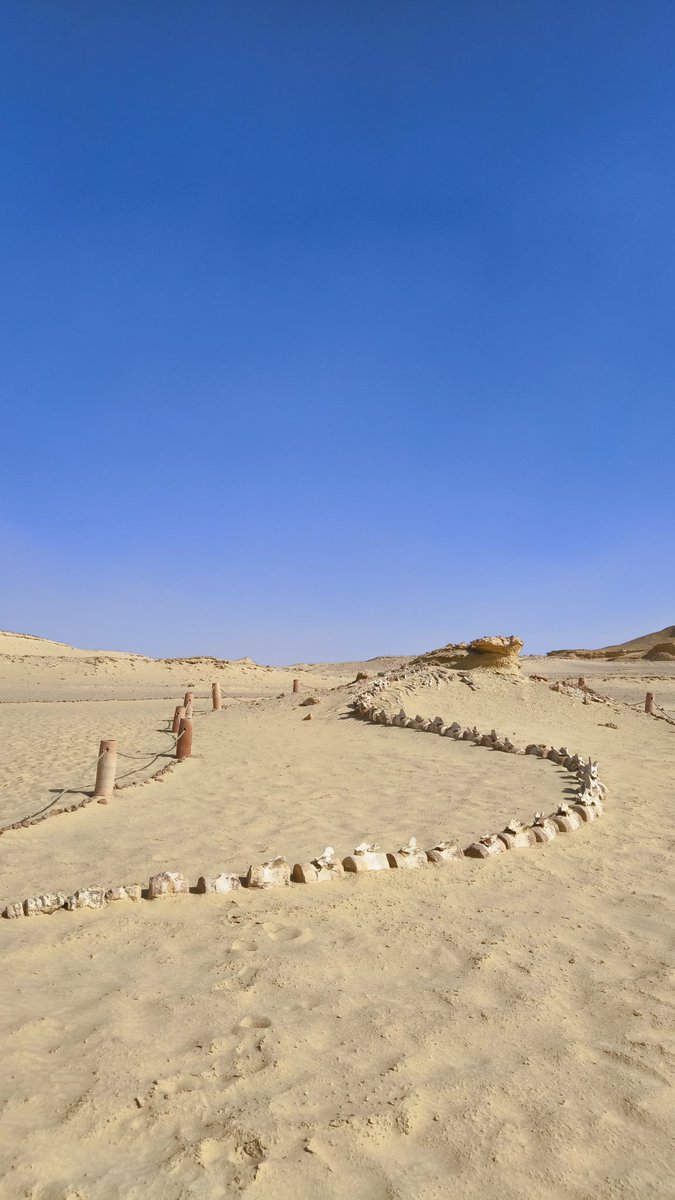 古代の生き物たちが砂漠を「泳ぐ」
エジプトの野外博物館
#ぶらめぐる