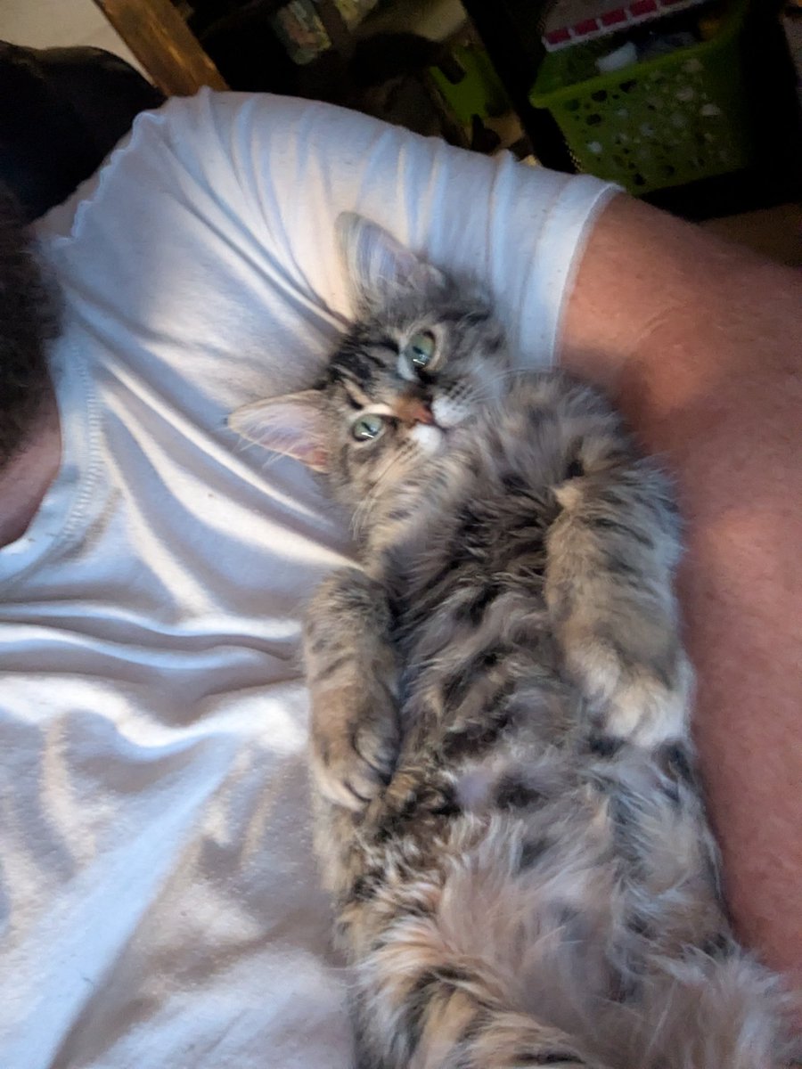 HowdyManHall's tweet image. Someone sure does love her daddy!! #kitty #sleepy #CatDistributionSystem
