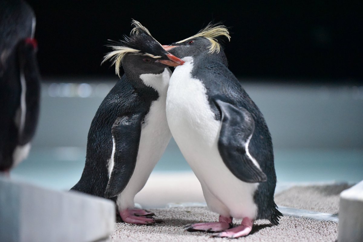 AOAO SAPPORO（アオアオ サッポロ） (@aoao_sapporo) / Posts / X