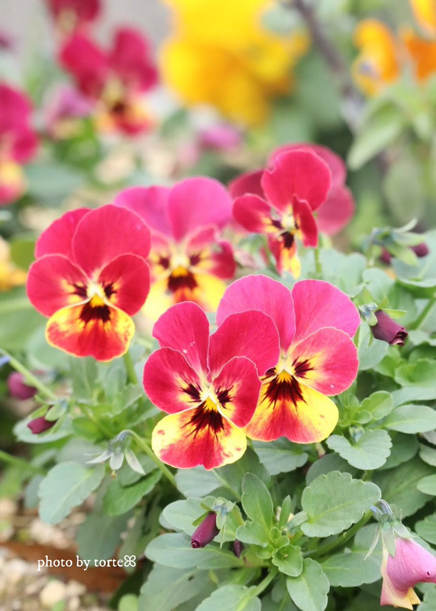 kumi ꕤ*.ﾟ (@kumi59661974) / Posts / X