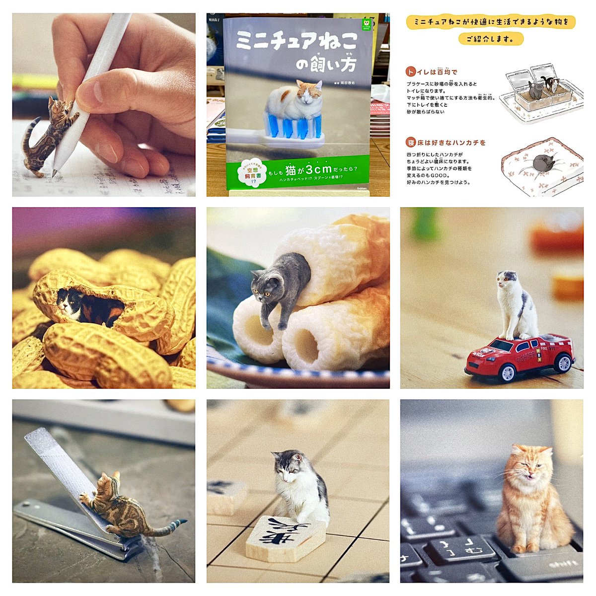 ぷちねこ様の専用ページ 🐈指先サイズの新種動物「ミニチュアねこ」の生態と飼い方を詳しく解説