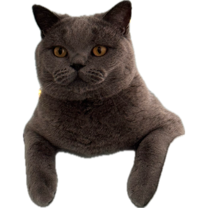 My cat plays soccer with packing peanuts. What does your cat do? 😤