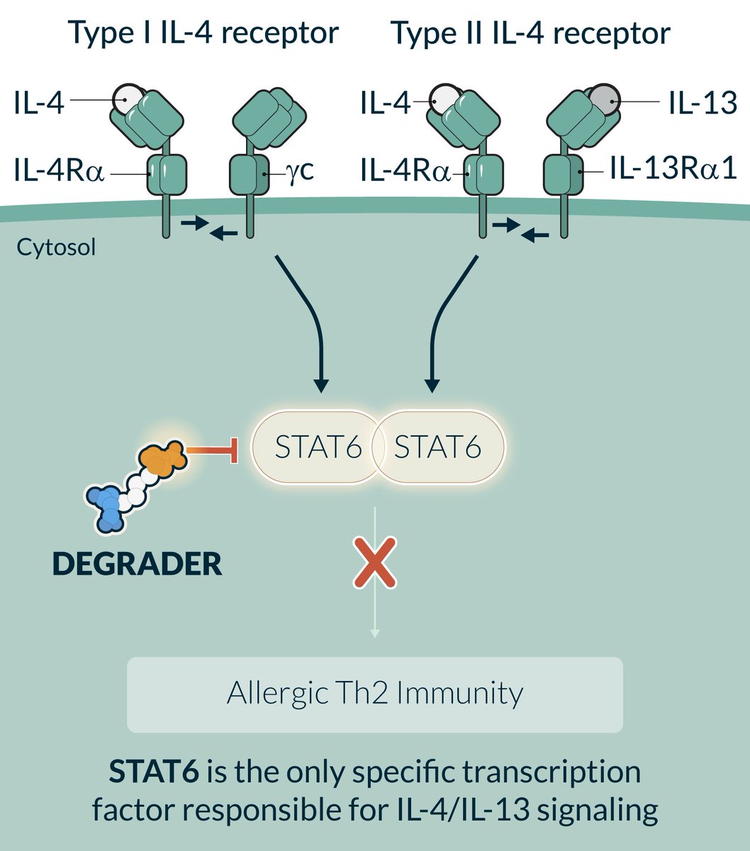 DaveshCh's tweet photo. @zhaoweiasu Still in the early innings. Agreed, Phase 2 BROADEN2 study (n = 200) with the placebo arm will be more representative.

STAT6 is the only specific transcription factor responsible for IL-4/IL-13 signaling. A oral degrader for STAT6 makes sense from a chronic use standpoint. https://t.co/jIIkEtQtGg