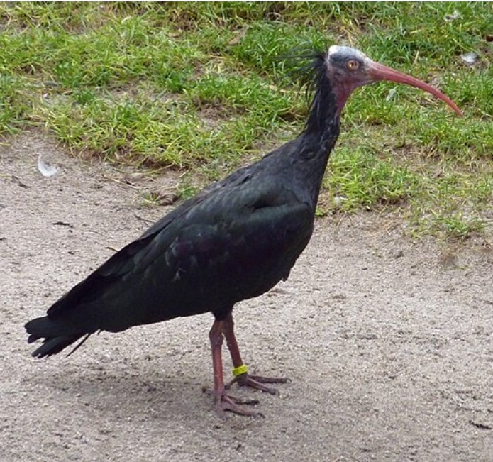 Kel aynak kuşlarının soyu tükenmesin gelen nesiller onları görsünler diye korunmaya alınmıştı
Bence şu kemalizmin nümuneliklerinden birkaç tanesini de korumaya almalı gelecek nesiller nasıl bir garabetlermiş görsünler