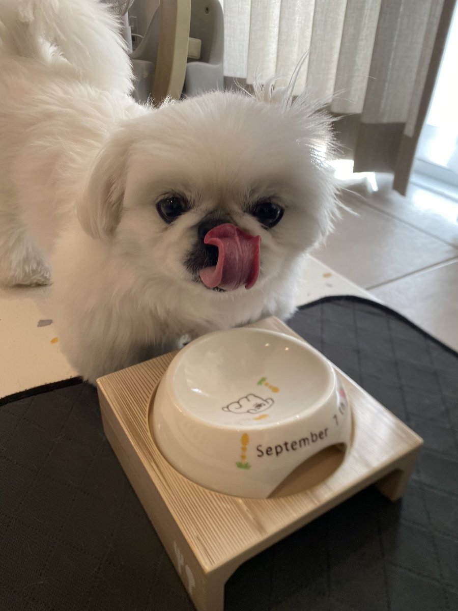 こはく (@kohaku220907) / Posts / X