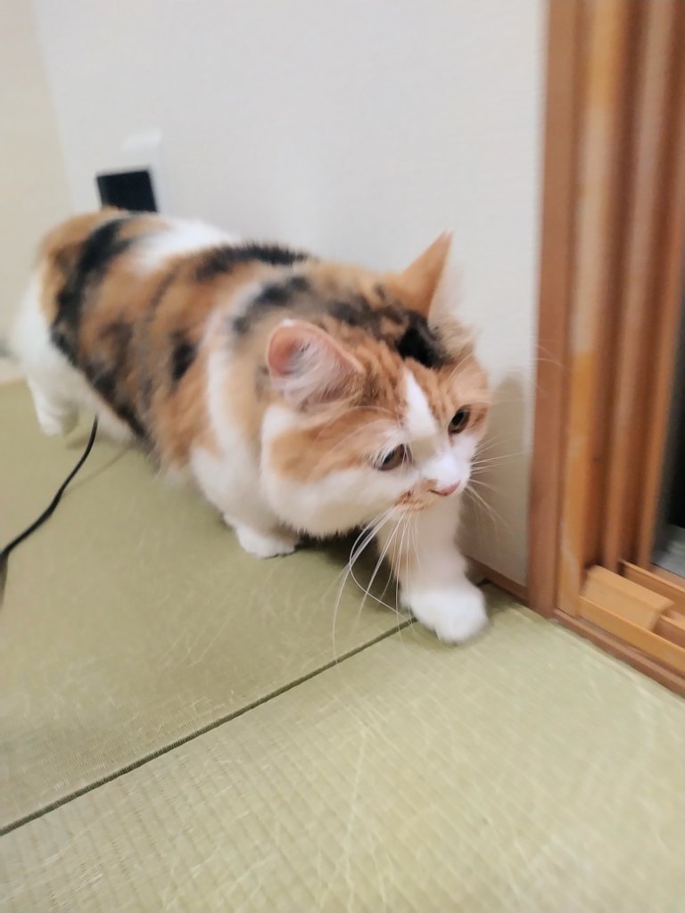 ネコ好きさん さて、見回り行くかにゃ