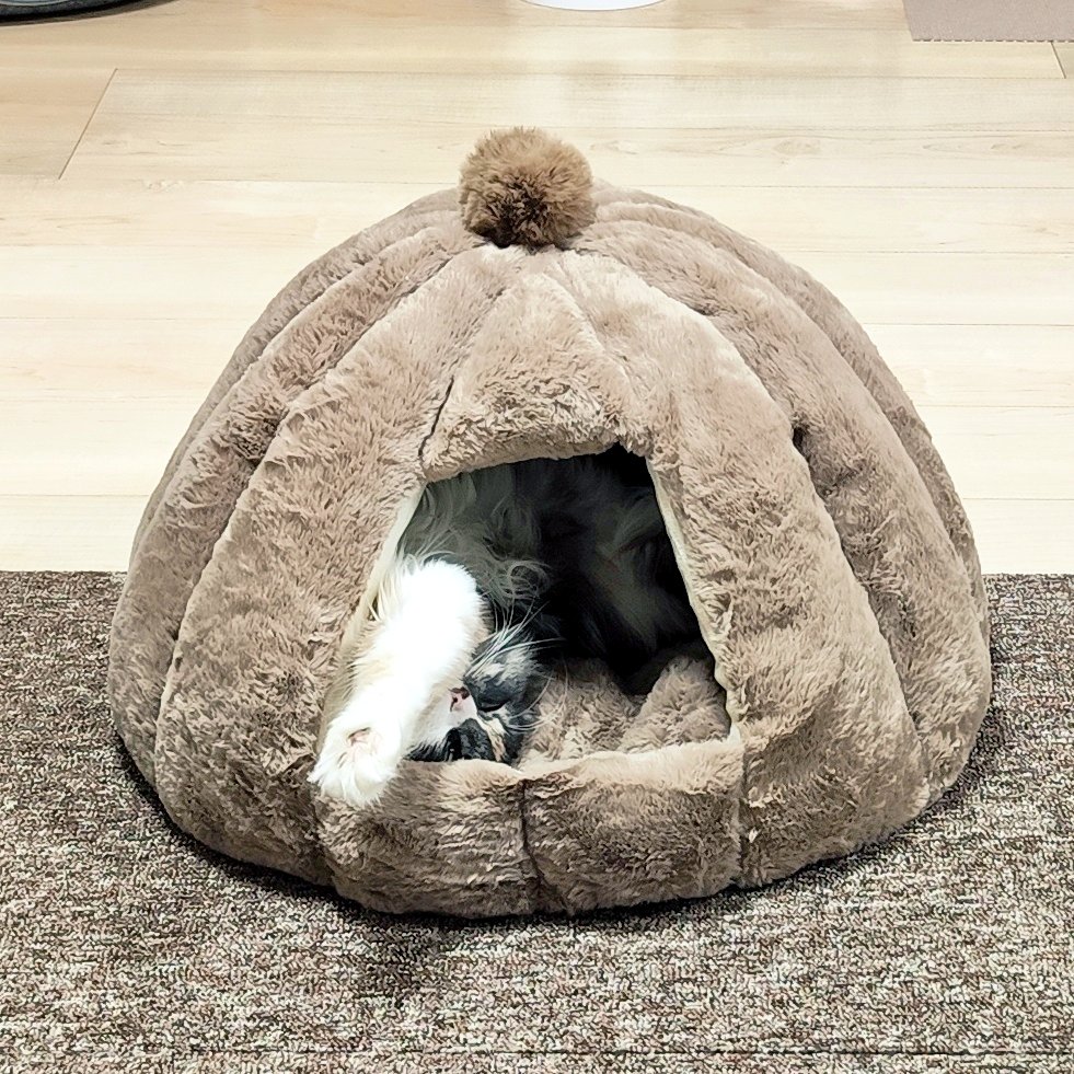 …………？

寒いの？暑いの？

※ドーム内でヘソ天中😂