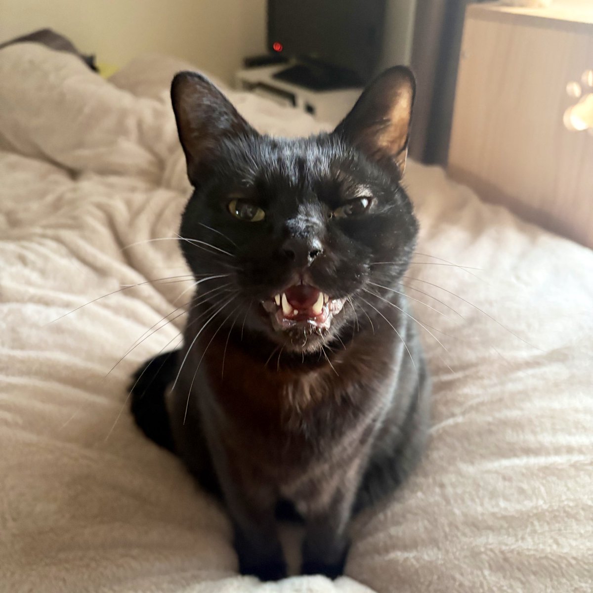 今朝の見送りジジさん🐈‍⬛