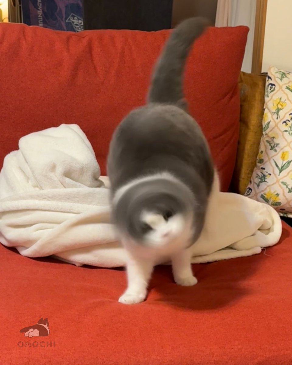 おもち (@omochiomoching) / Posts / X