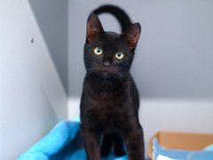 PeterAskin1's tweet image. Wolfy is a dear black boy of the juvie kind
&amp;amp; on the NYC ACC EPL so in an awful bind!
Will 12/11 be his very last day on earth?
I really hope an adopter will see his worth!
Tag @AdamsPaulGrimke if you may
&amp;amp; there shall be an awesome rescue day!
BEYOND URGENT! 🙏…