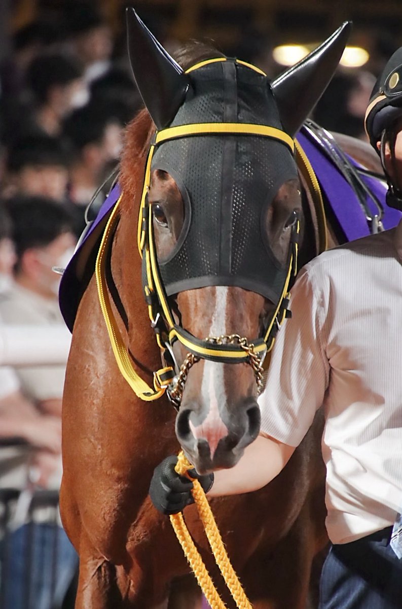 メイショウハリオ