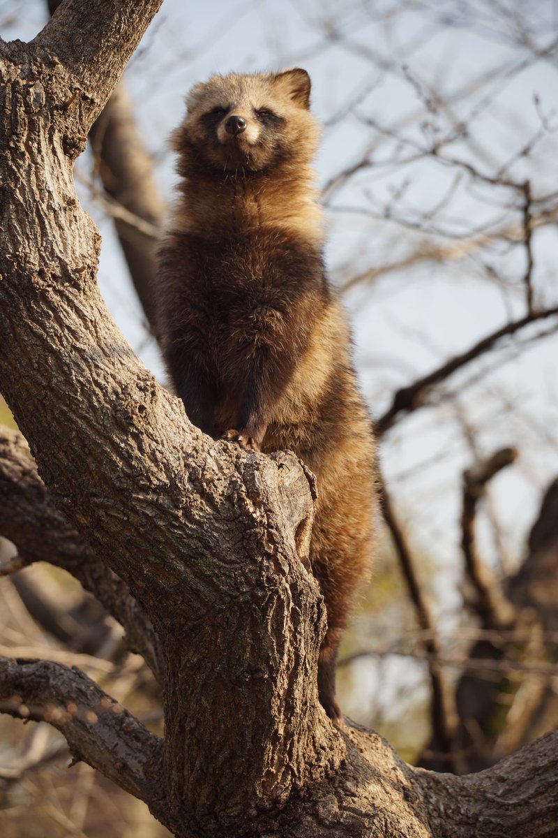 そだ@積み深きたぬきの翁 (@big_mozu) / Posts / X