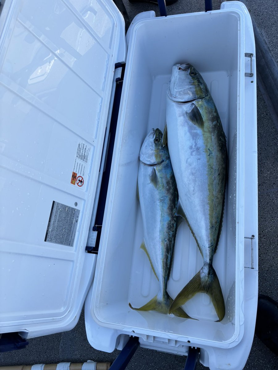 昨日の淡路巨鰤ドリーム2025戦！！
シルバーロングでブリ①の釣果でした。
次はトロサワラ頑張ります😊

#タチパターン
#鳴門ジギング