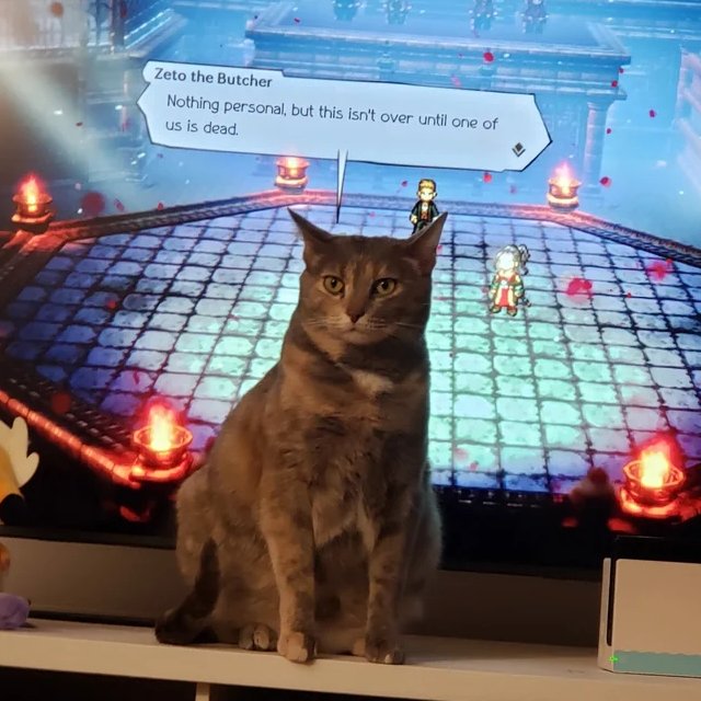 CATBRAINCELL's tweet image. 