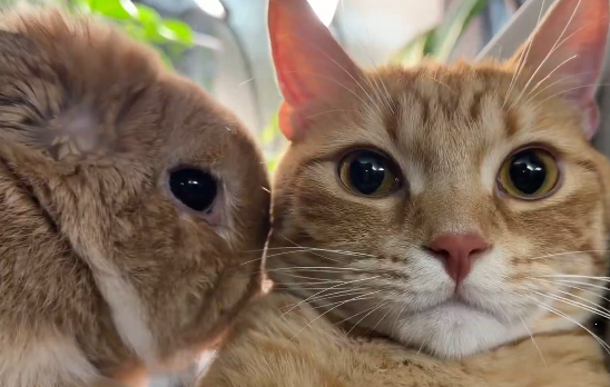 koa💫💤 tweet media