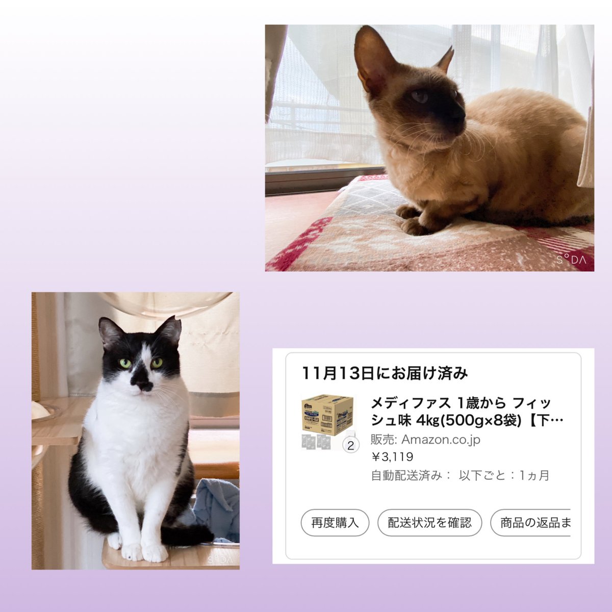 11月の御礼❁⃘*.ﾟ
私生活バタバタで大変遅くなりました💦
11月も暖かなご支援ありがとうございました！
みんな今年は温かいお部屋でのんびりしております☺️笑
今年もあと１ヶ月。。寒くなりましたので、皆様ご自愛ください🍀

 #Nyatwork   #地域猫 から  #保護猫 へ❁⃘*.ﾟ