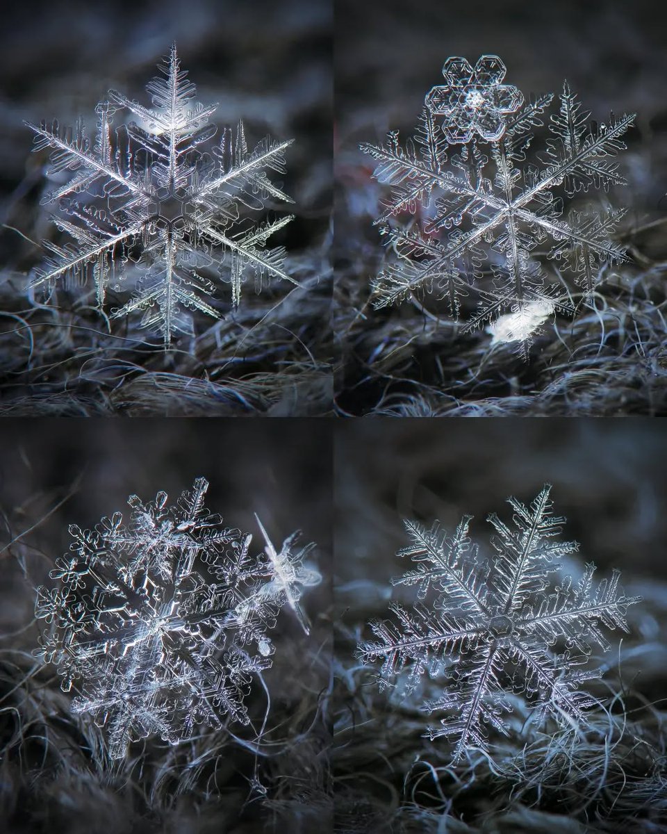 AcervoCharts's tweet image. Fotógrafo Alexey Kljatov registra a simetria perfeita e os detalhes invisíveis dos flocos de neve.