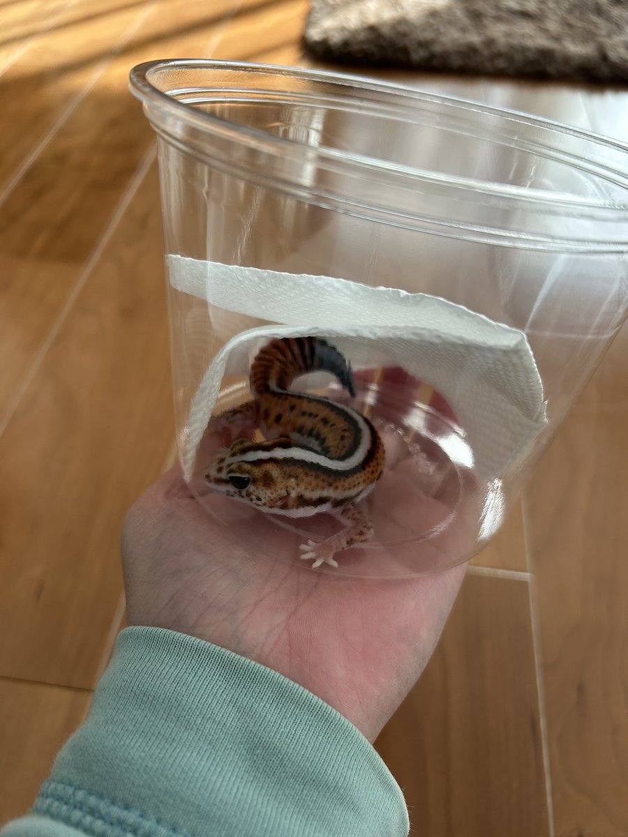 新入りニシアフ