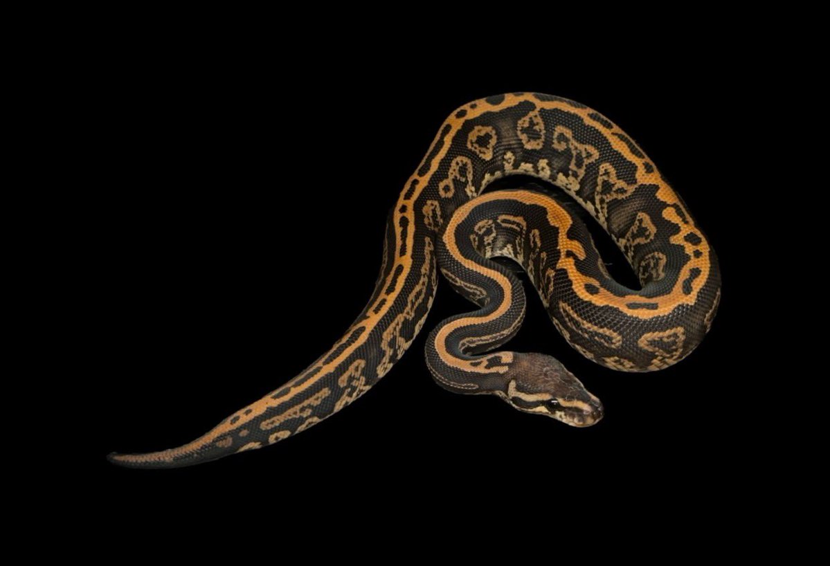 Dnasty0014Y3l's tweet image. #YBCB
#YellowBenjamin
#BallPython
#ボールパイソン
1.0 BP Confusion het Clown