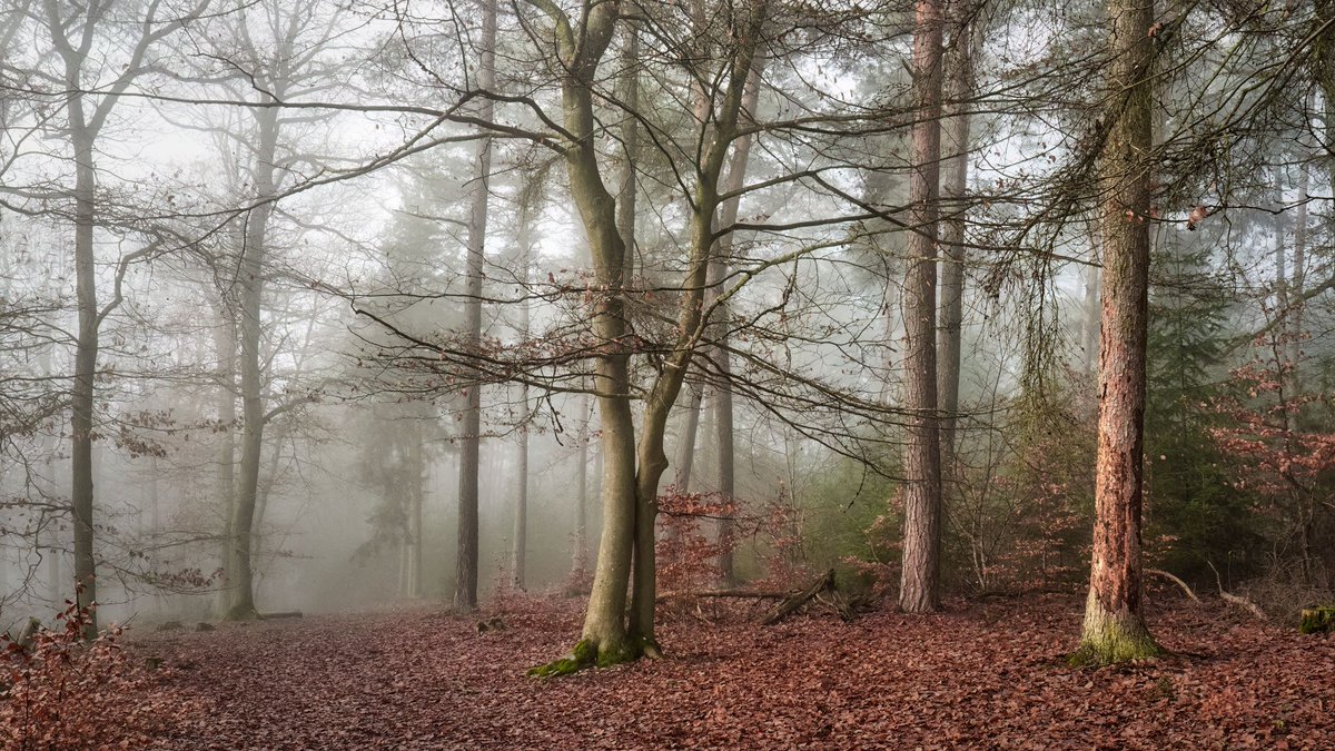 Winterblues.... Da kann man nur eine schöne Restwoche wünschen!
#rheinlandpfalz #wald #natur #nebel #bäume #jahreszeiten #fotografie #photography