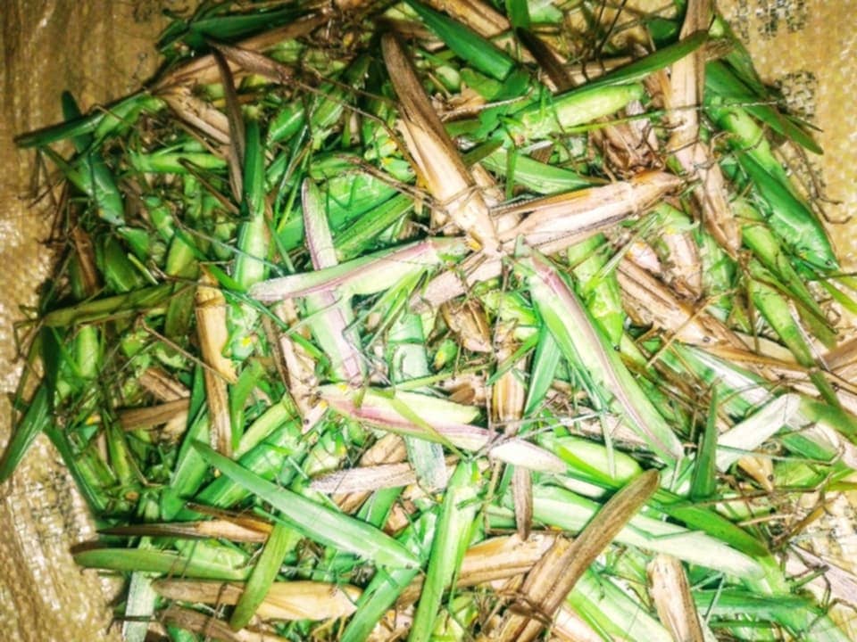 Utu tuntu i wanyu mutwita ngwiki?