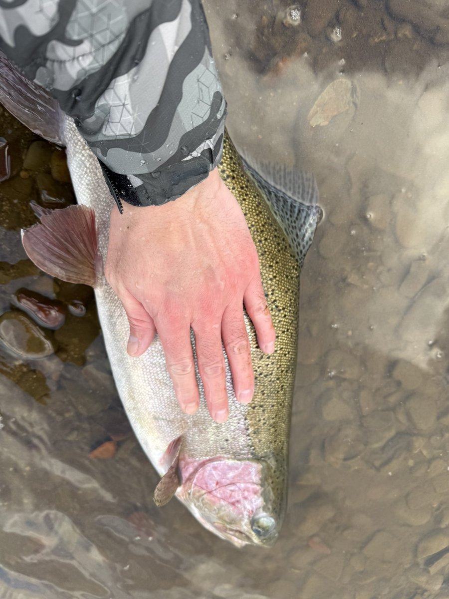 oga_0624_'s tweet image. 本流アメマスを狙うのにタナカクラフトのプロトミノー140Fをトゥイッチ入れながらスロー巻きしてると、まさかのデカレインボー66cm🌈
ロッドは張りが有ってミノーのトゥイッチ・ジャークがしやすいfishman:クローラ66L＋！！
#fishman
#アトミックスライダー
#タナカクラフト