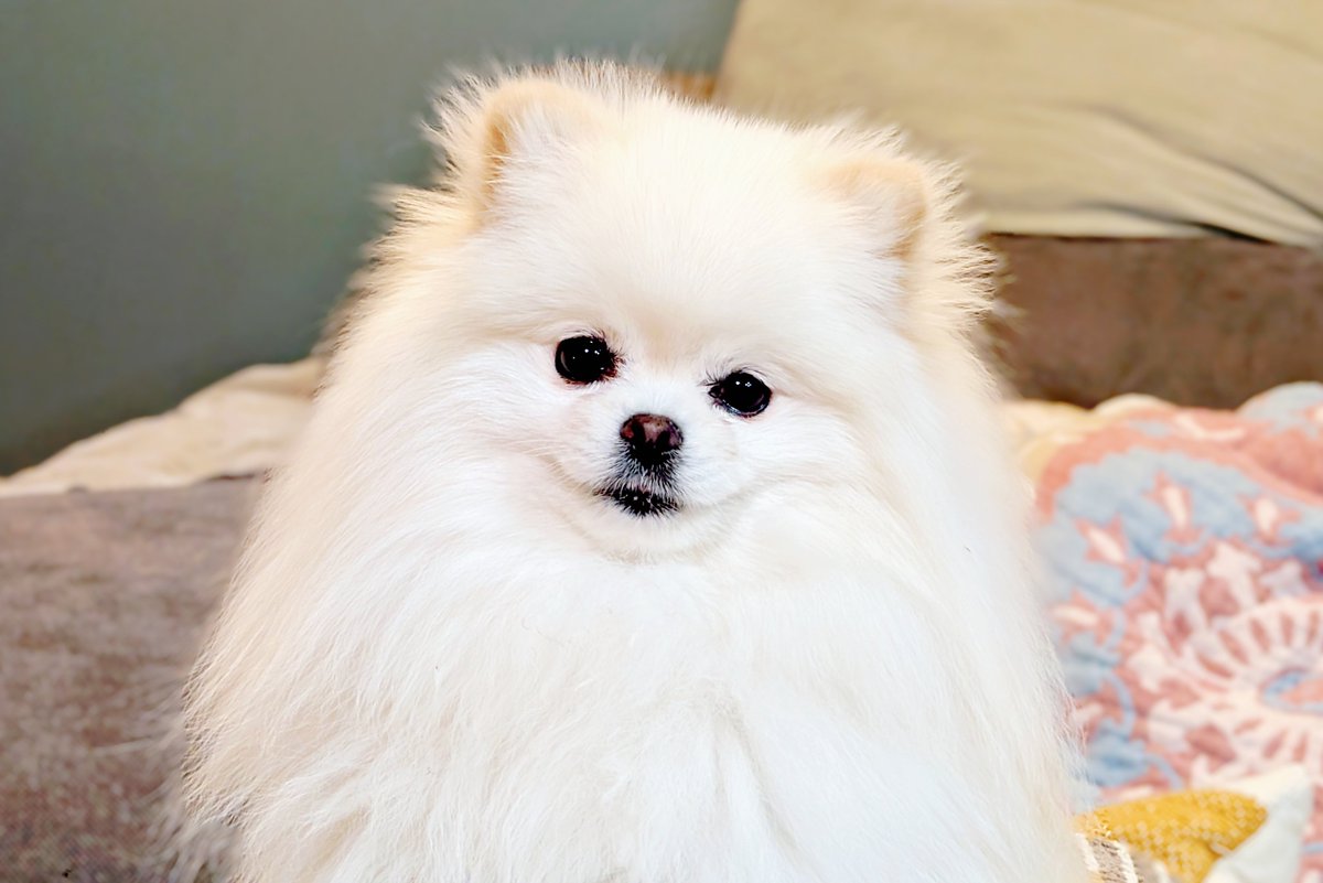 おこめ屋 (@chimaki0328) / Posts / X