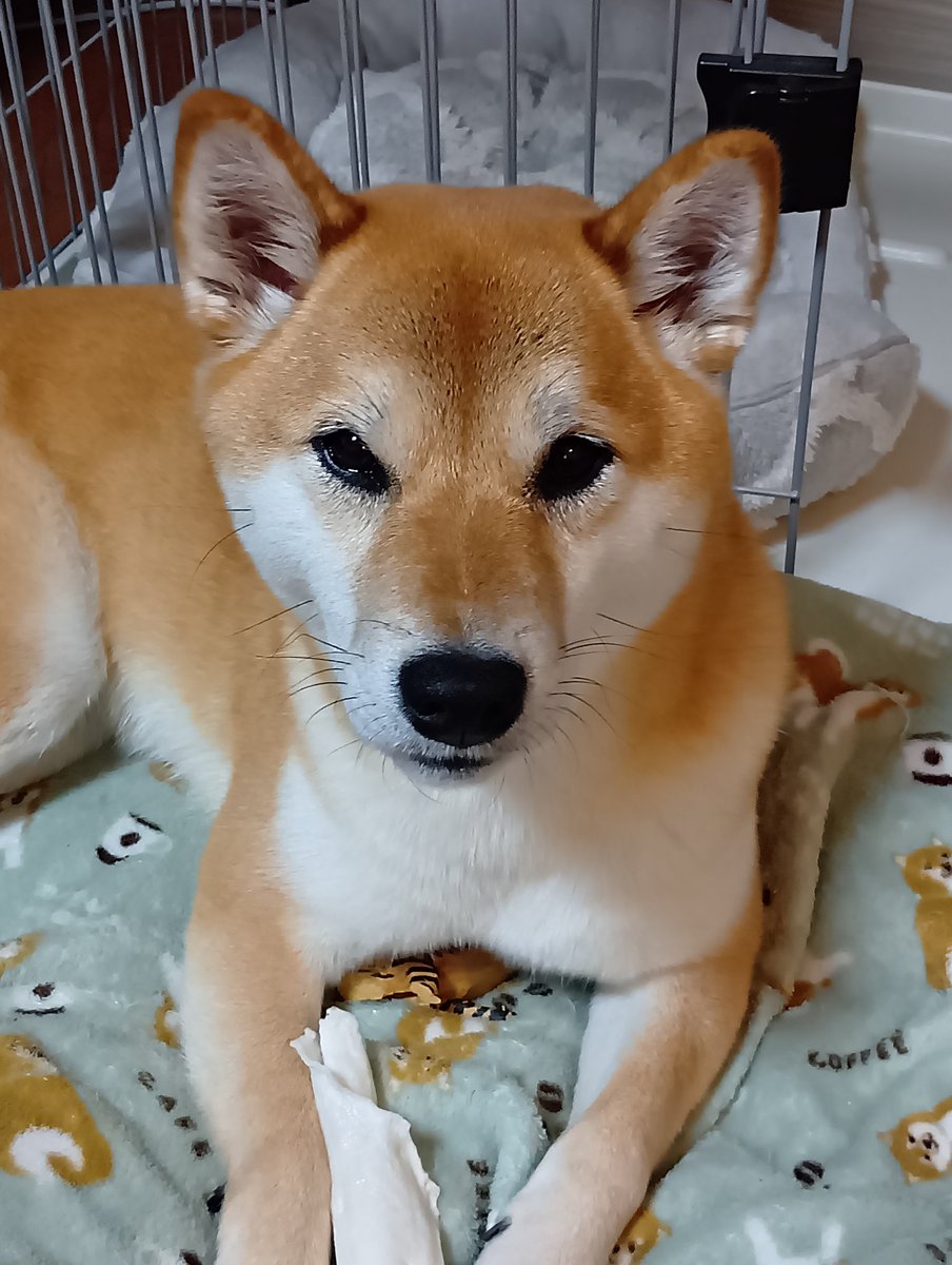 柴犬福 (@fuku230624) / Posts / X