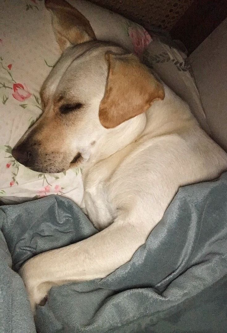 chaty1219's tweet image. #Temblor
“Menos mal los perros avisan cuando hay un temblor”
Mi perro: