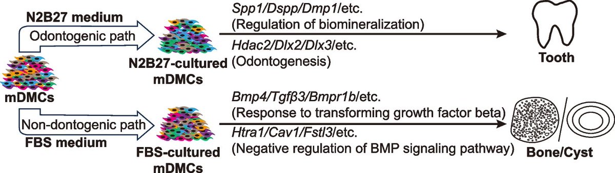 Cell Regen Report | Major step forward in 🦷! New N2B27-based culture medium keeps mouse dental mesenchymal cells odontogenic for 14 days — BMP4 down, OPN/ATRA — enabling regenerative teeth in vivo. #ToothRegeneration
🔗 Full paper at: doi.org/10.1186/s13619…