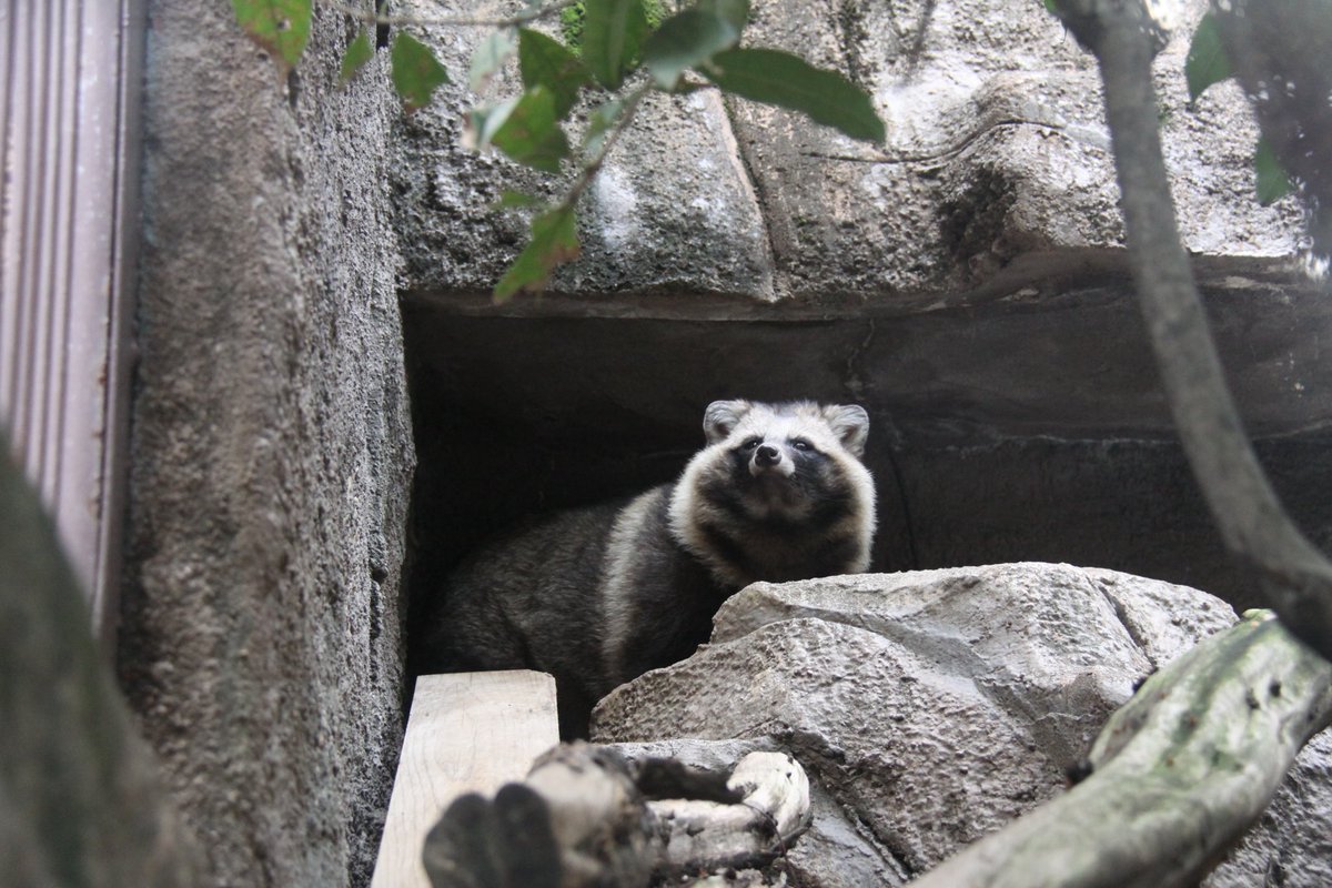 ピント…I˙꒳​˙)
2025.11.26
#ホンドタヌキ
#天王寺動物園