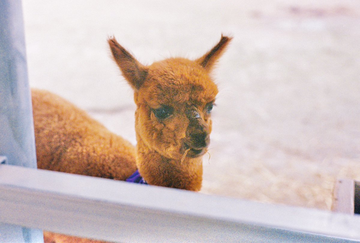 アルパカはカワイイ フィルム：FUJIFILM 400 カメラ：- 現像＆データ化