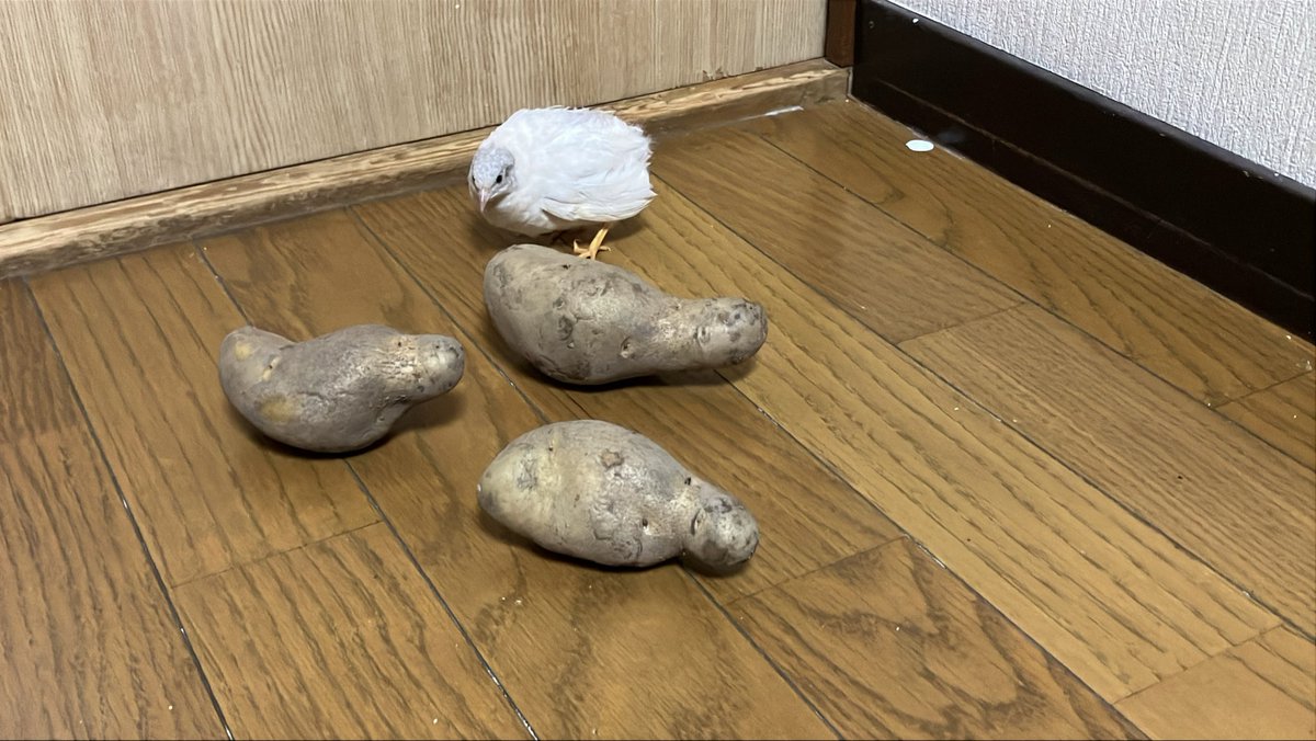 ポポチョロ🐦💨 (@1b4fc39ec9e04d3) / Posts / X