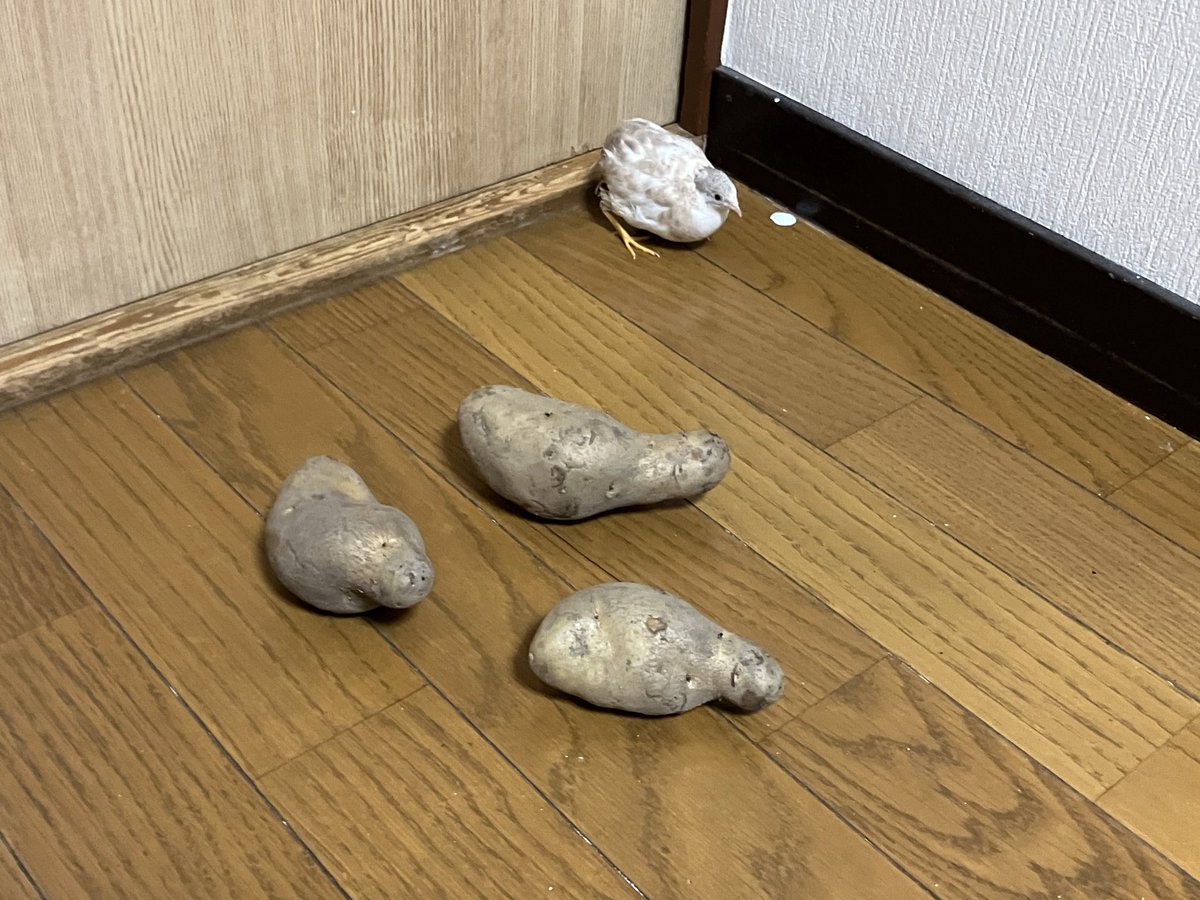 ポポチョロ🐦💨 (@1b4fc39ec9e04d3) / Posts / X