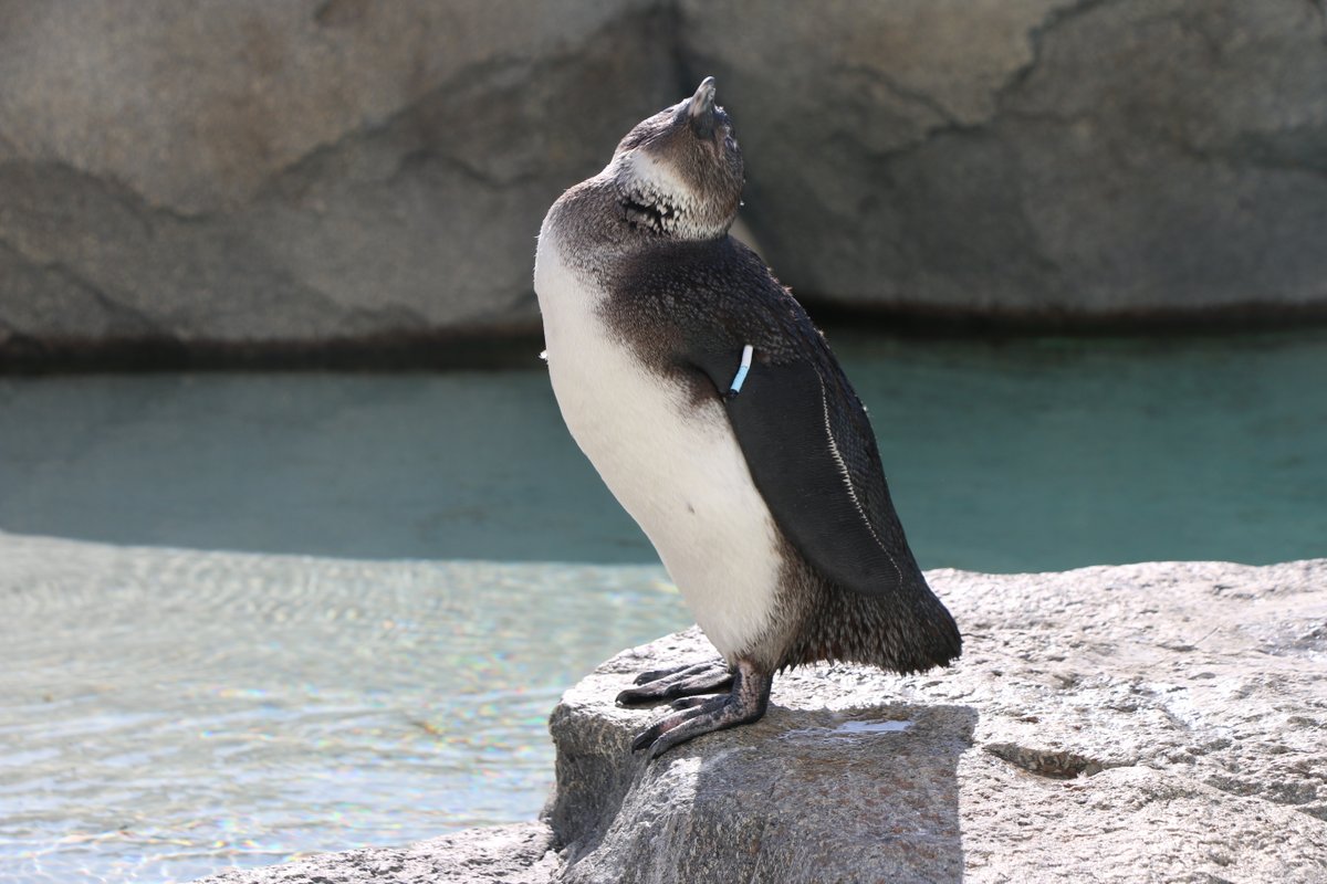 こきん22 (@penguin913222) / Posts / X