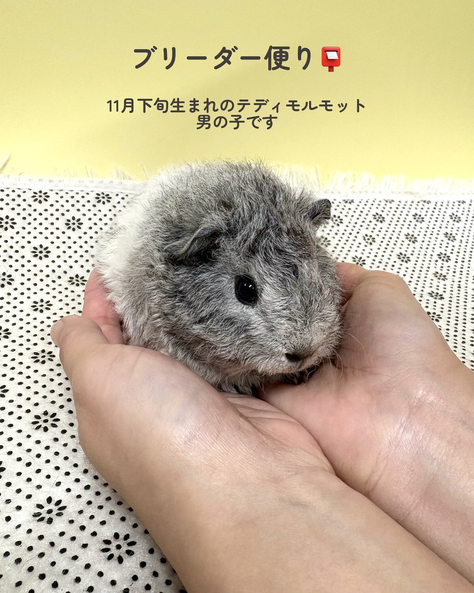 Pets&Humans_Support tweet media