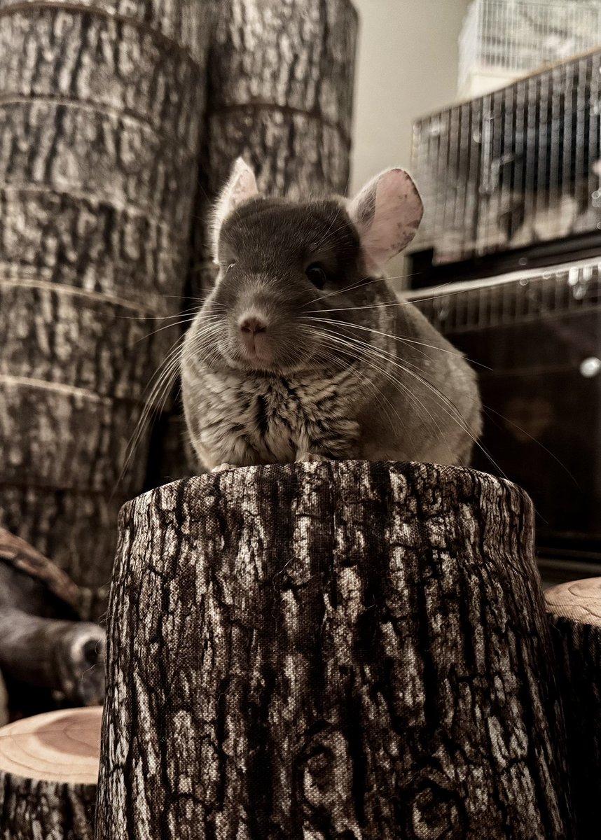 ちゅたBoy⭐︎

#チンチラ