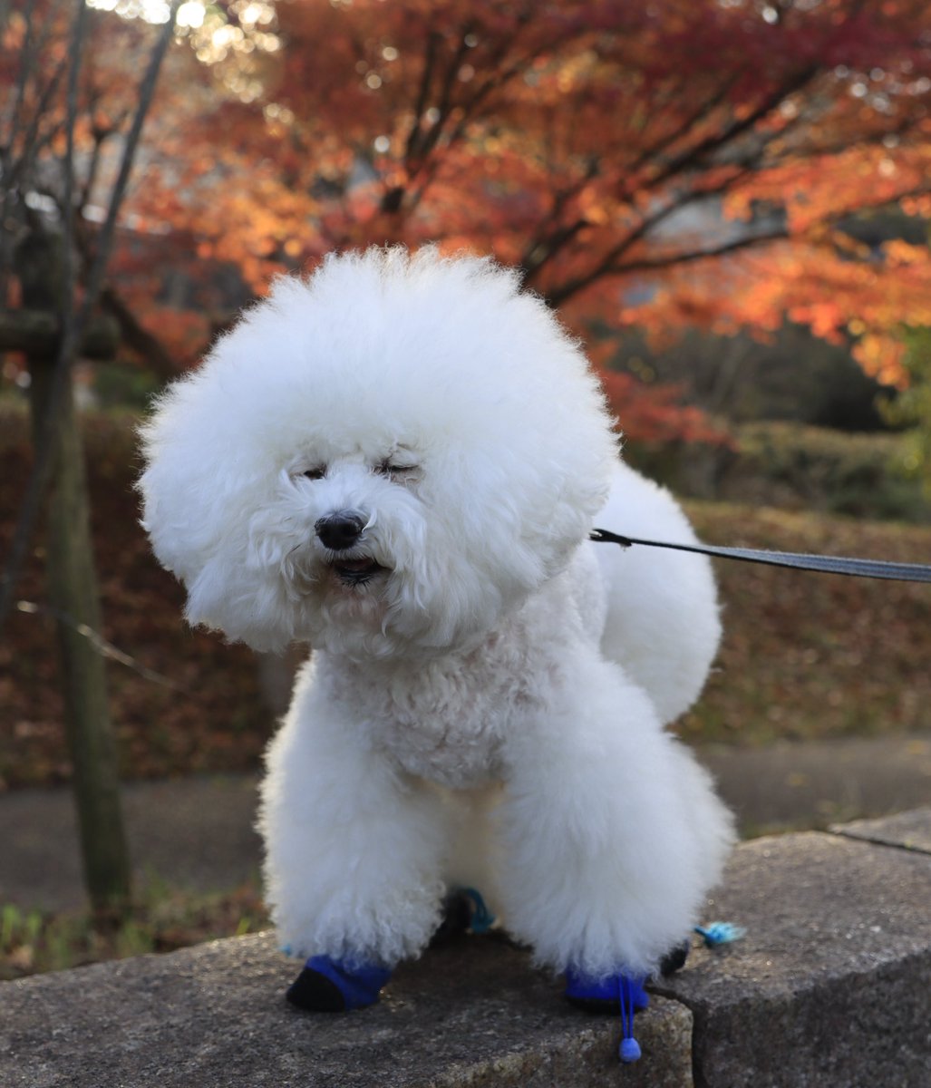 しらすさん (@1113shirasu) / Posts / X