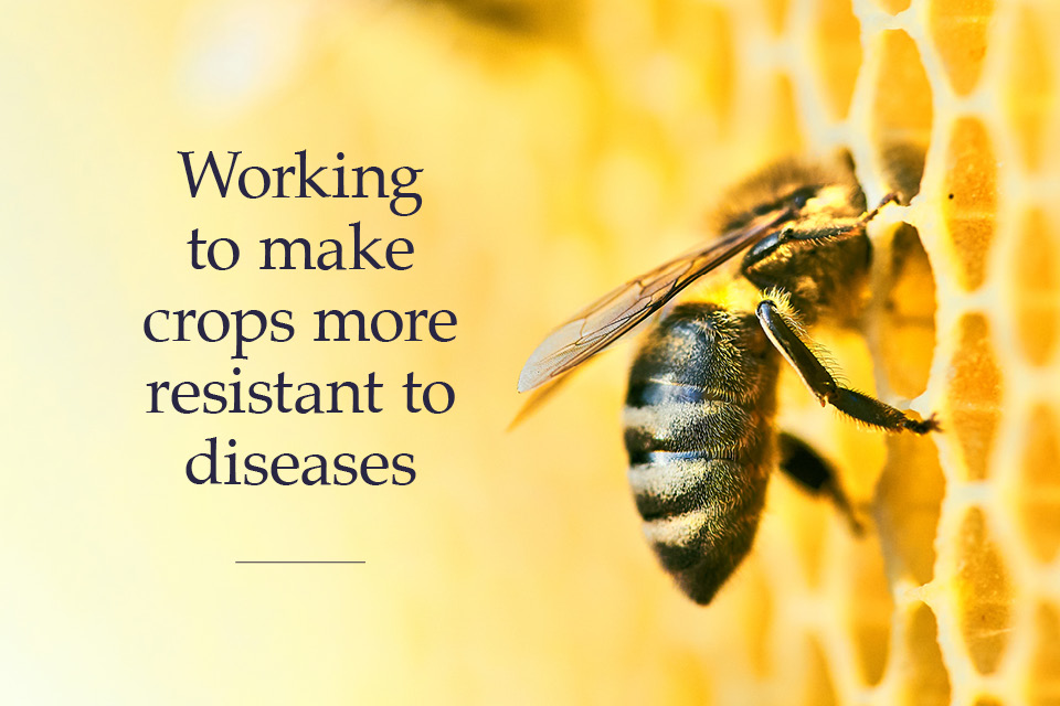 KeeleUniversity's tweet image. Keele researchers are helping to improve food security by investigating ways to make food crops more resilient to plant diseases, particularly viral and bacterial epidemics spread by insects 🦟