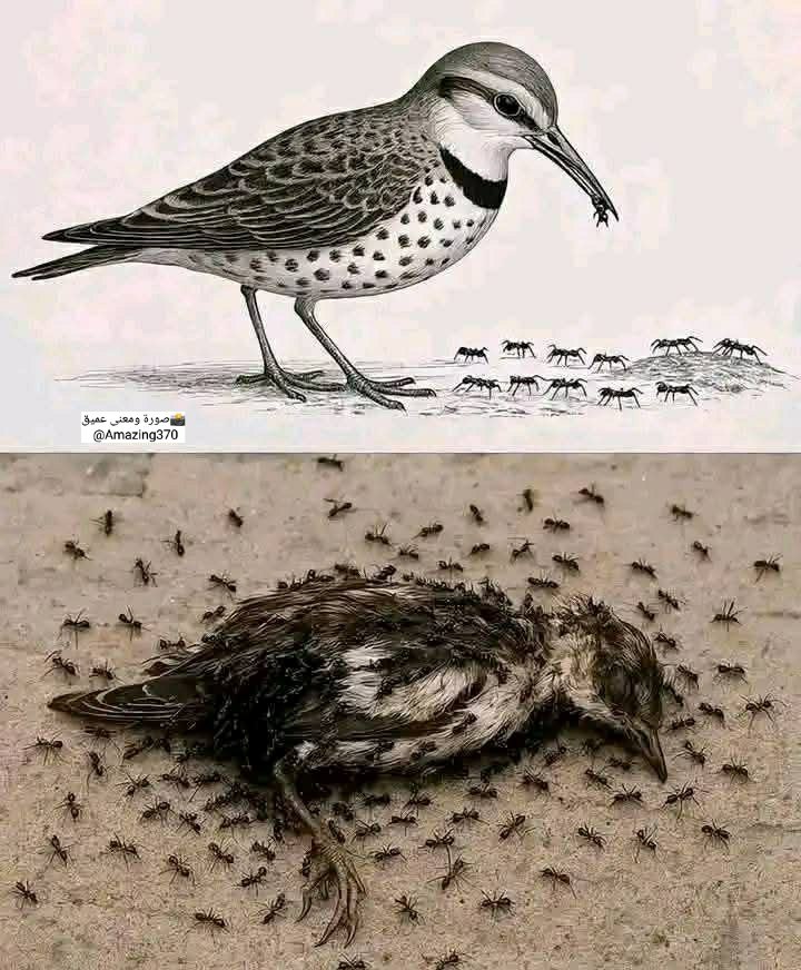 🕊💫​​​يـمـنــــ YEMENIAــيـه tweet media