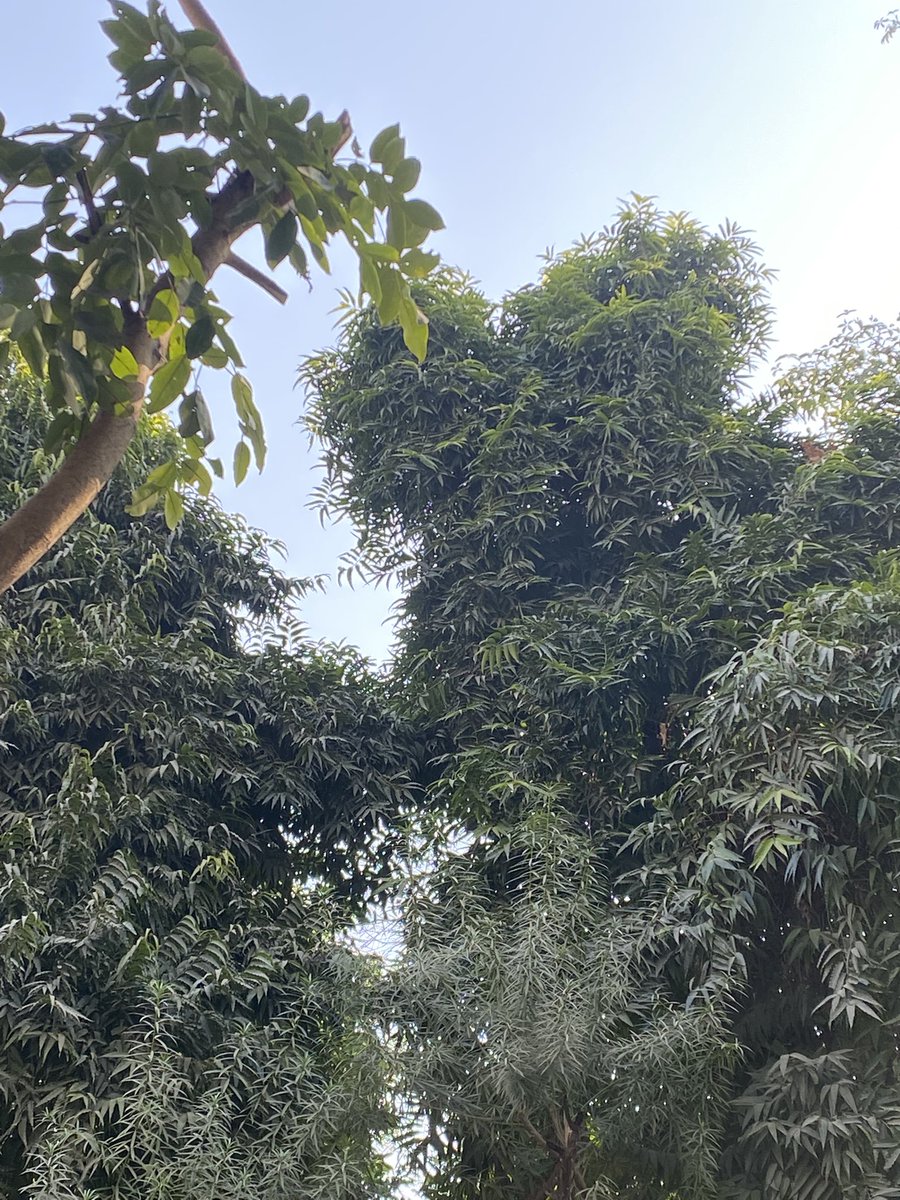 lightseekerusha's tweet photo. This Morning ✨
#DelhiMornings #NatureLovers
#NatureDiaries https://t.co/O7jovzI9oG