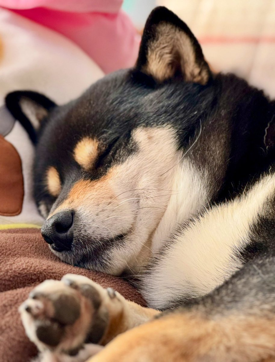 🐕ぽちゃこつ7.18🐕 (@SKotsu) / Posts / X