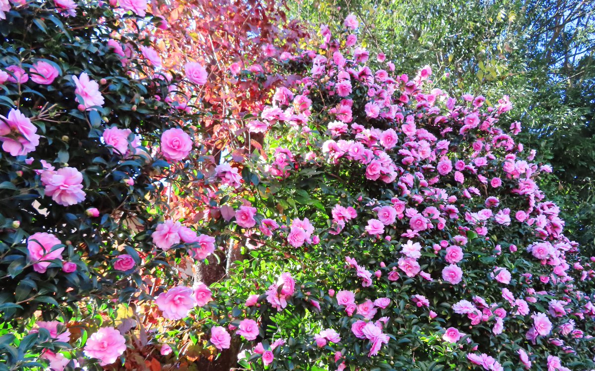 \[V}KWwRXfBAhbgR!!x:ŐV𐏎XV!!