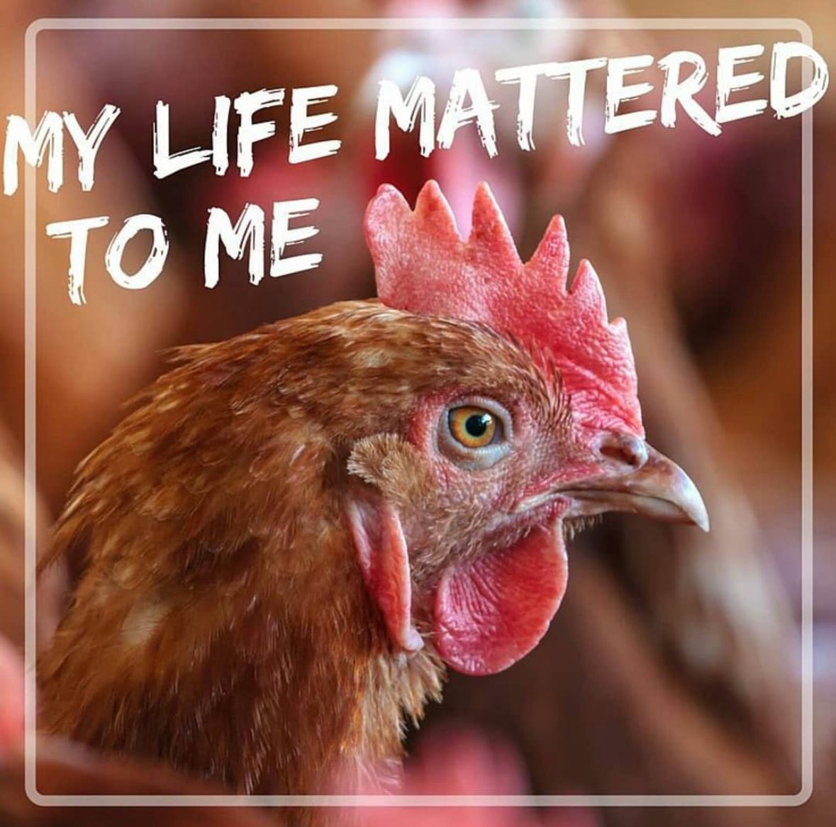 Why am I a vegan?

I wouldn’t want to be slaughtered so I don’t slaughter others. It’s simple.